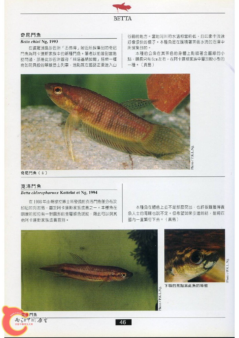 迷鳃鱼AABU.jpg