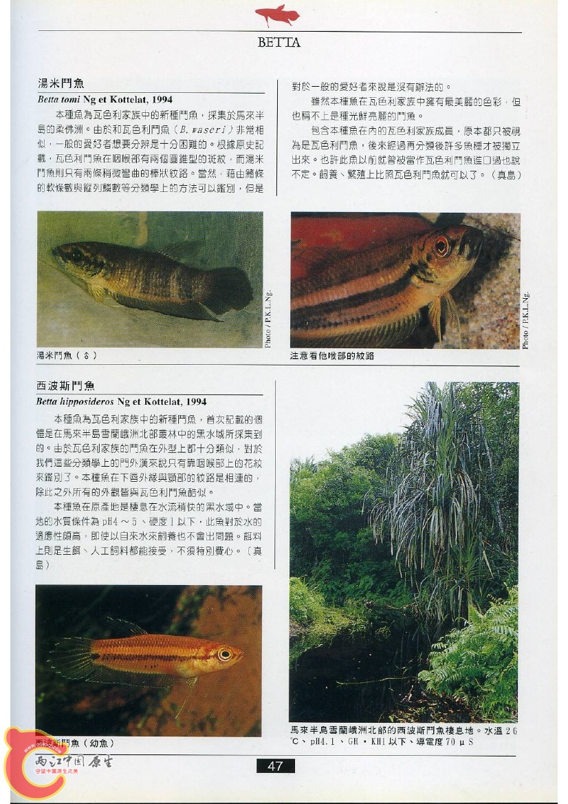 迷鳃鱼AABV.jpg