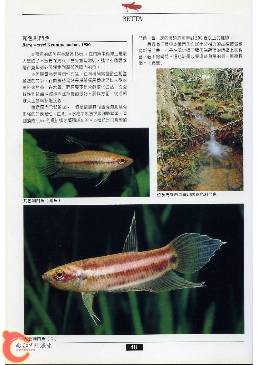迷鳃鱼AABW.jpg