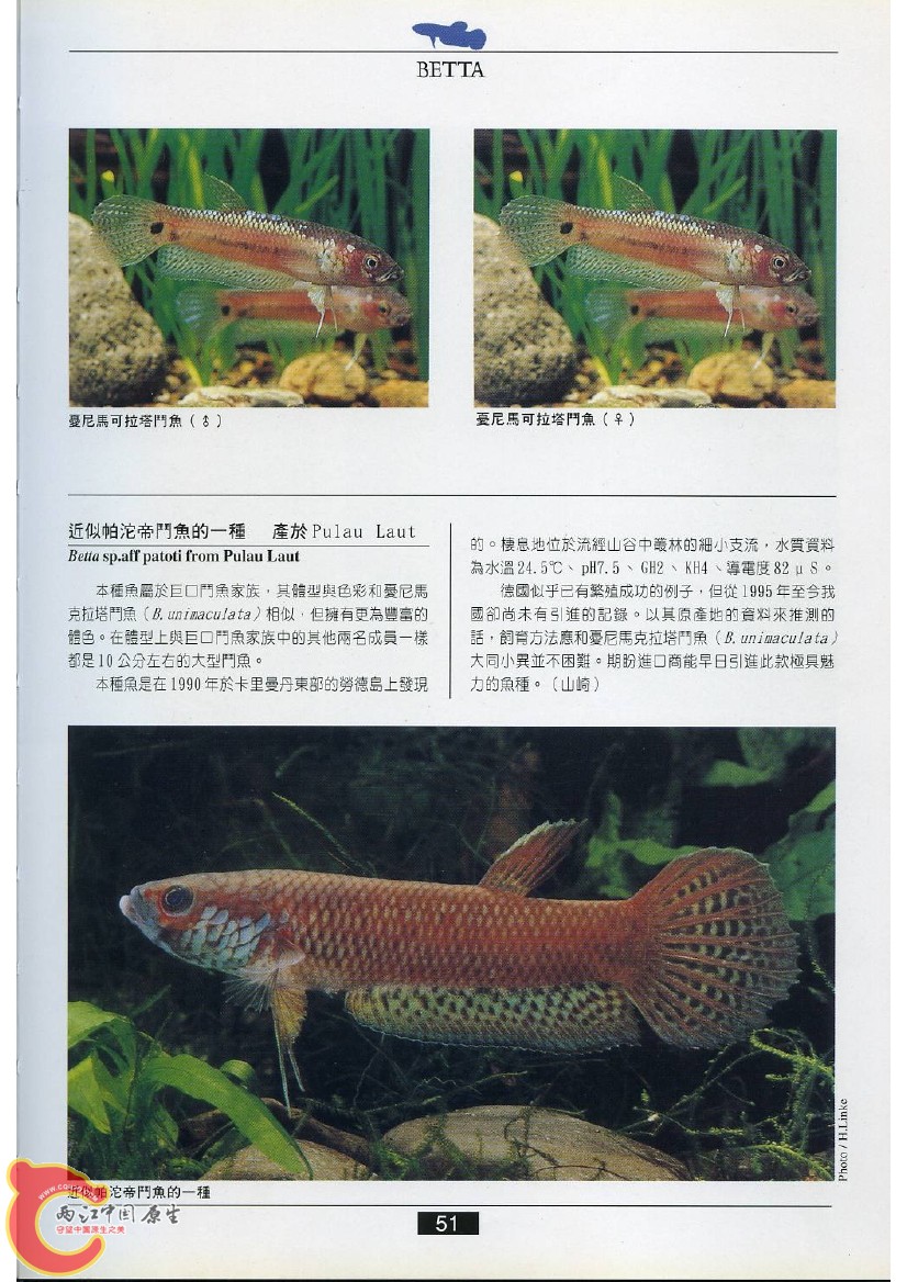 迷鳃鱼AABZ.jpg