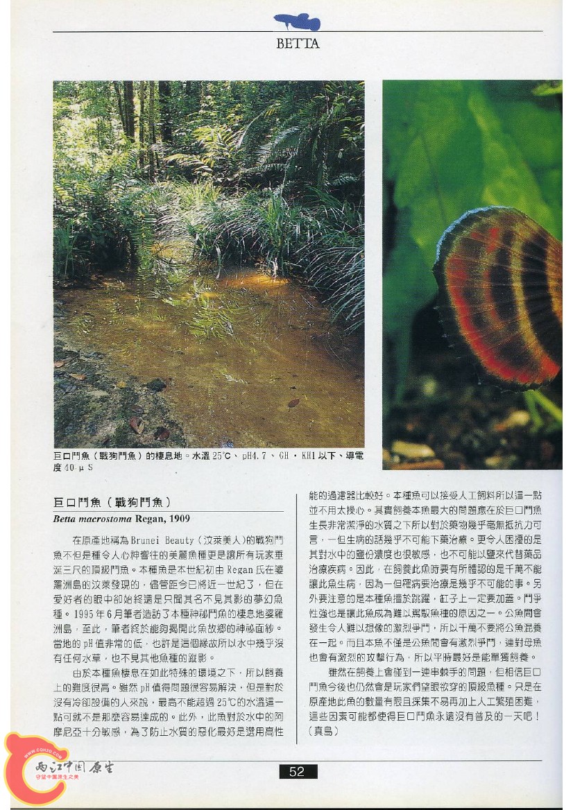 迷鳃鱼AACA.jpg