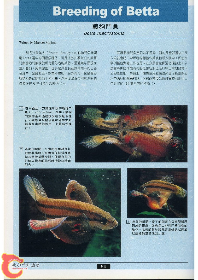 迷鳃鱼AACC.jpg