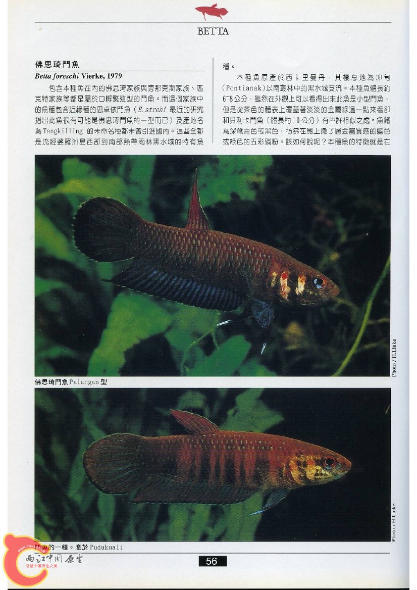 迷鳃鱼AACE.jpg