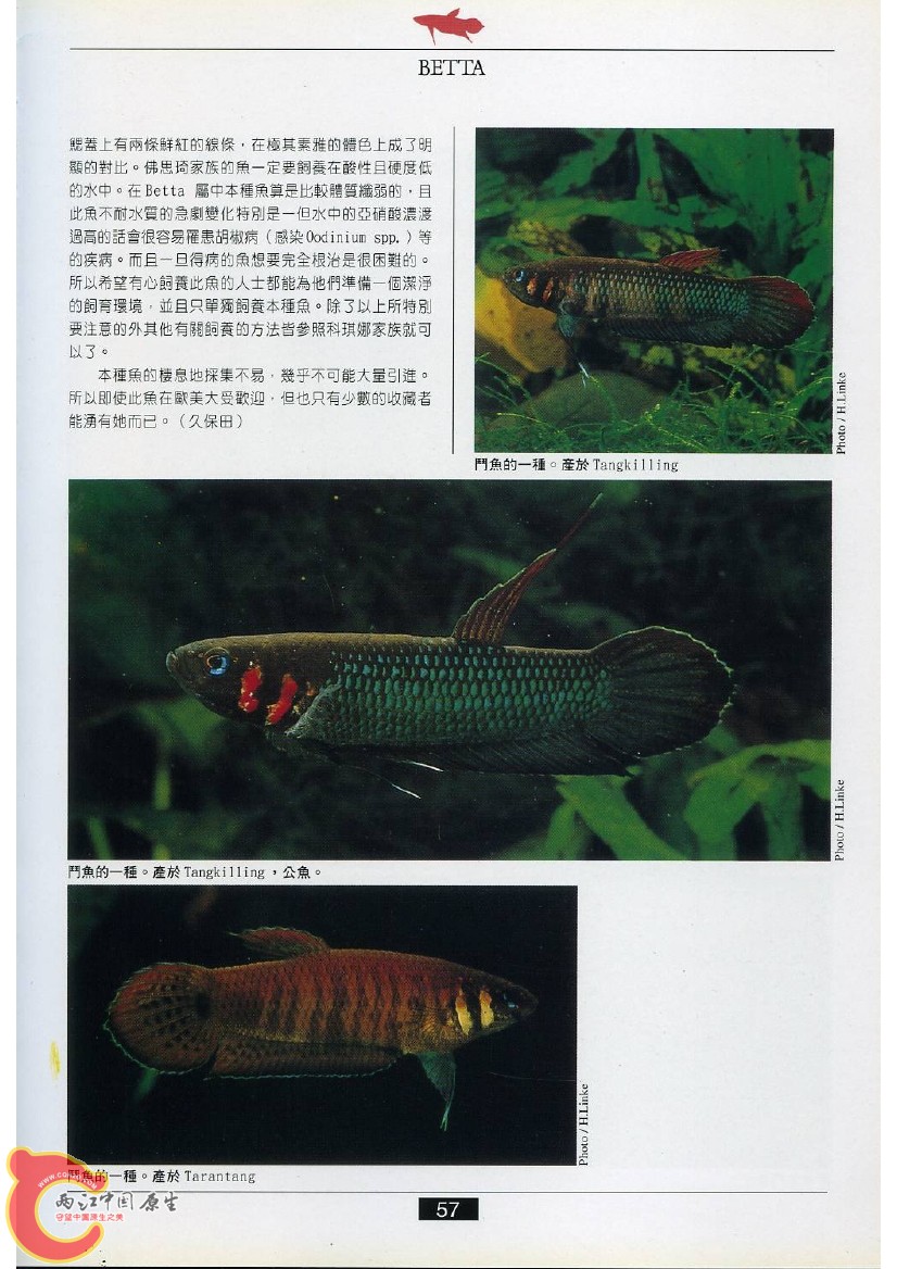 迷鳃鱼AACF.jpg