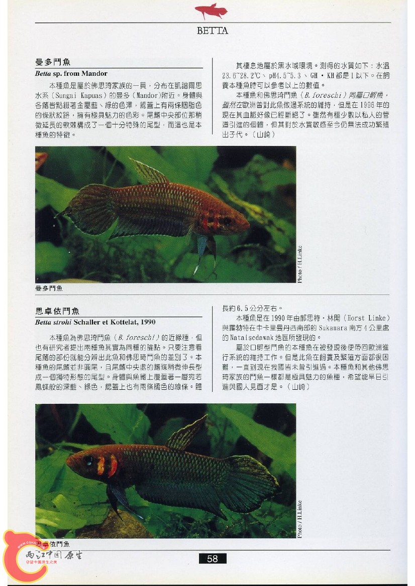 迷鳃鱼AACG.jpg