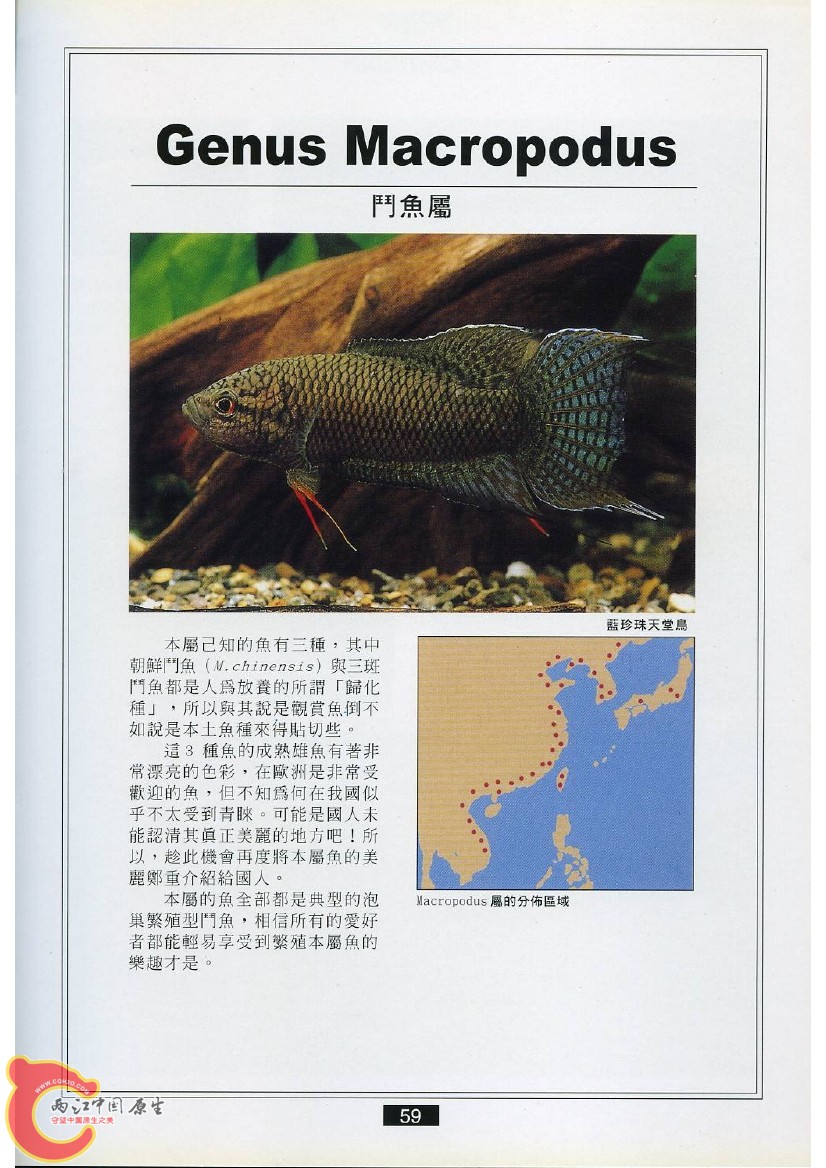迷鳃鱼AACH.jpg