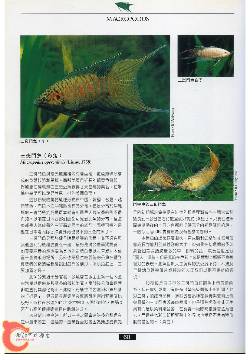 迷鳃鱼AACI.jpg