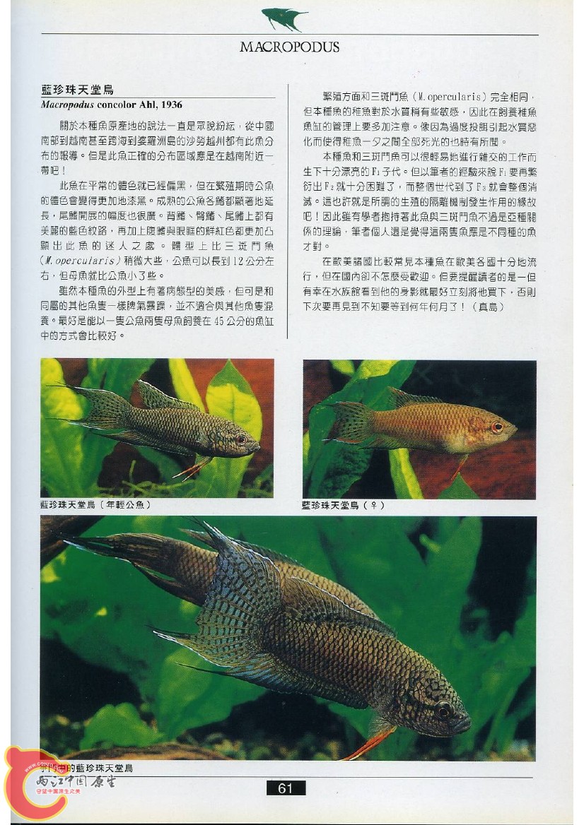 迷鳃鱼AACJ.jpg