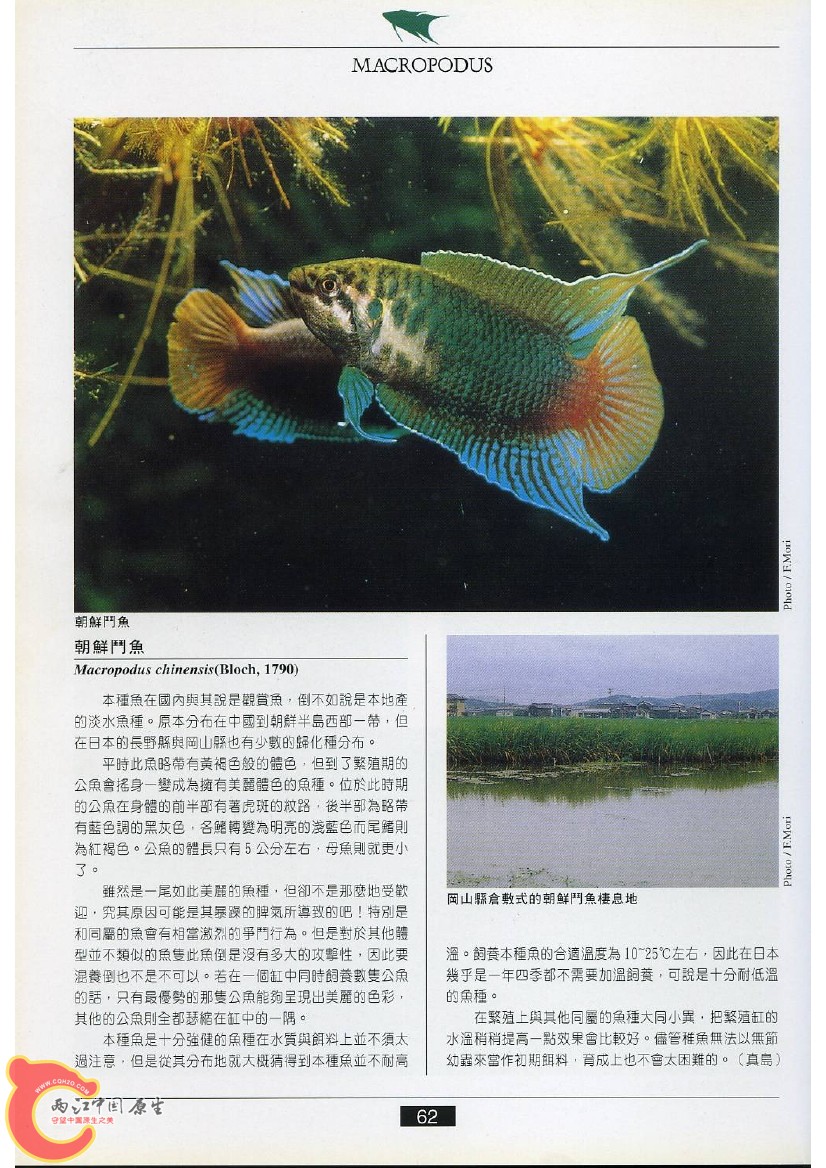 迷鳃鱼AACK.jpg