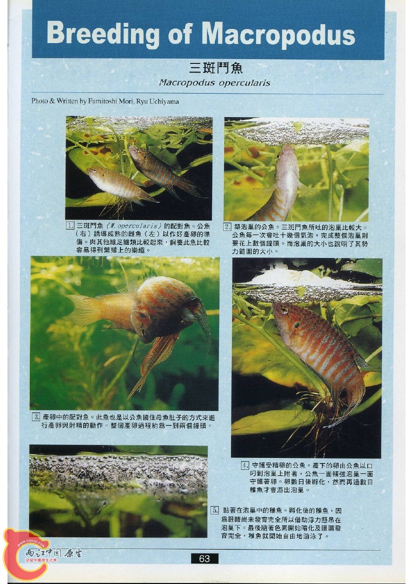迷鳃鱼AACL.jpg