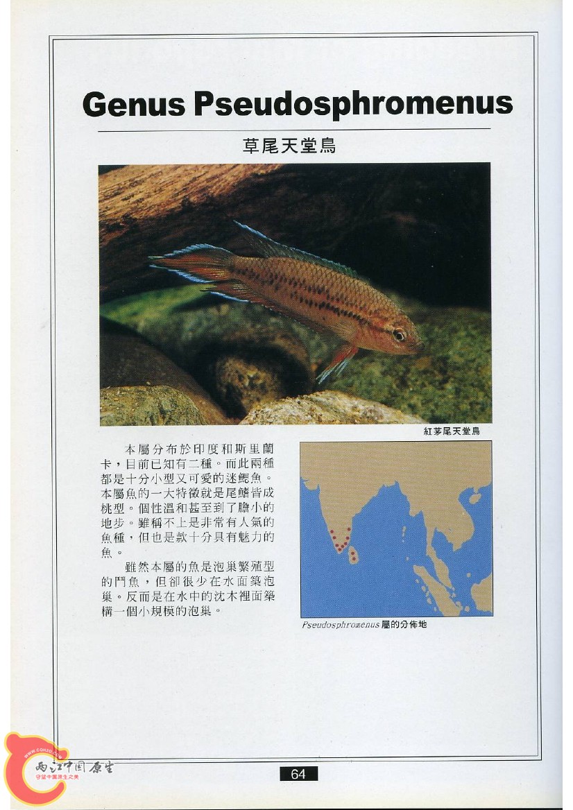 迷鳃鱼AACM.jpg