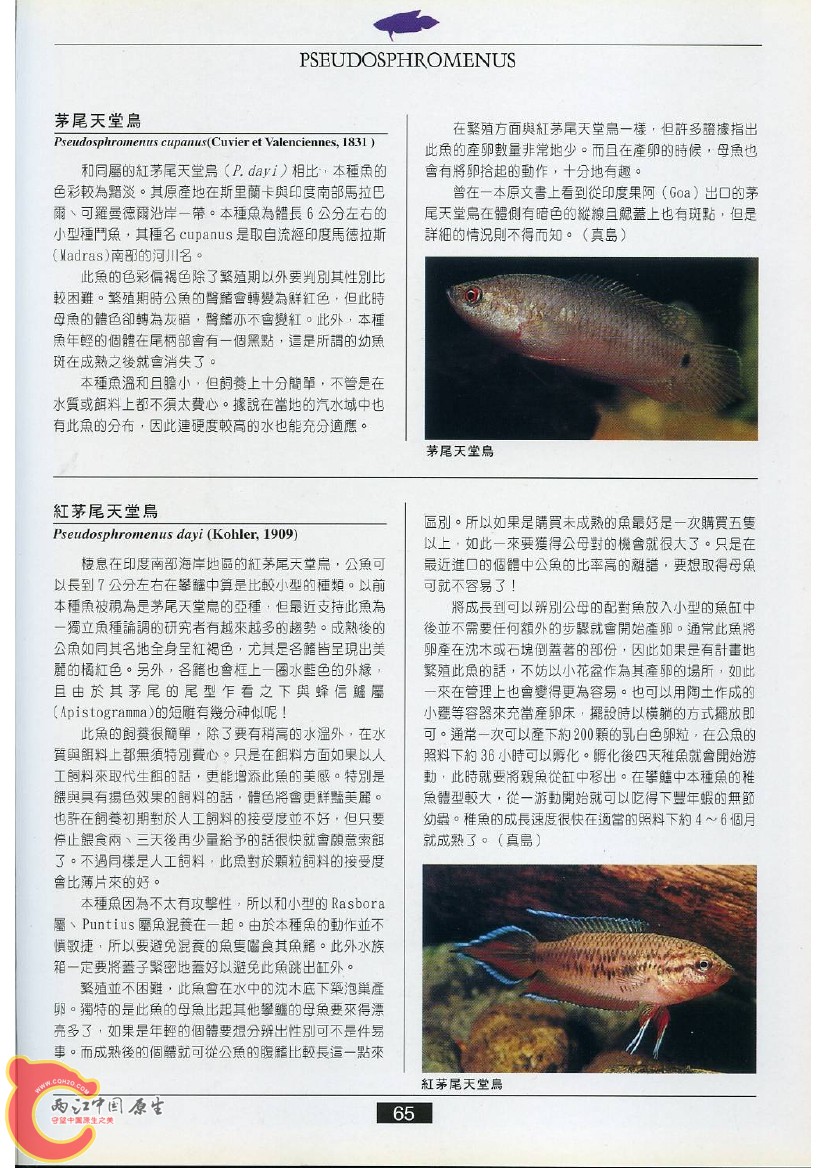 迷鳃鱼AACN.jpg