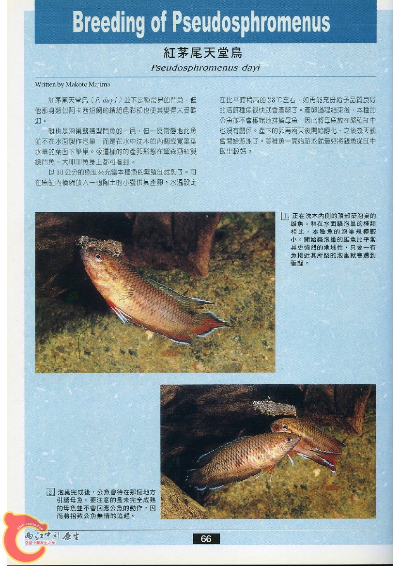 迷鳃鱼AACO.jpg