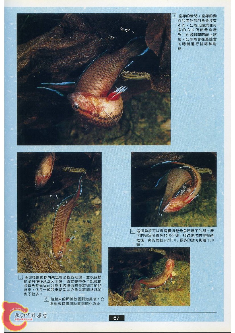 迷鳃鱼AACP.jpg