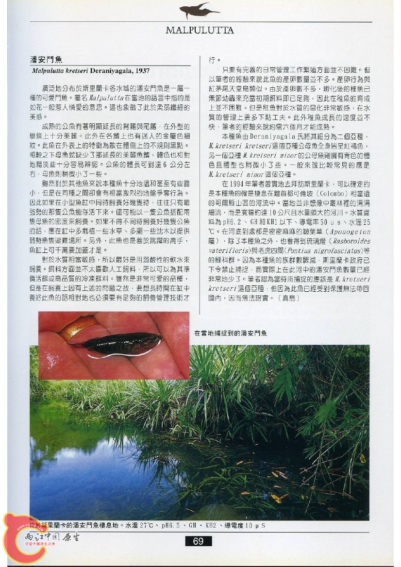 迷鳃鱼AACR.jpg