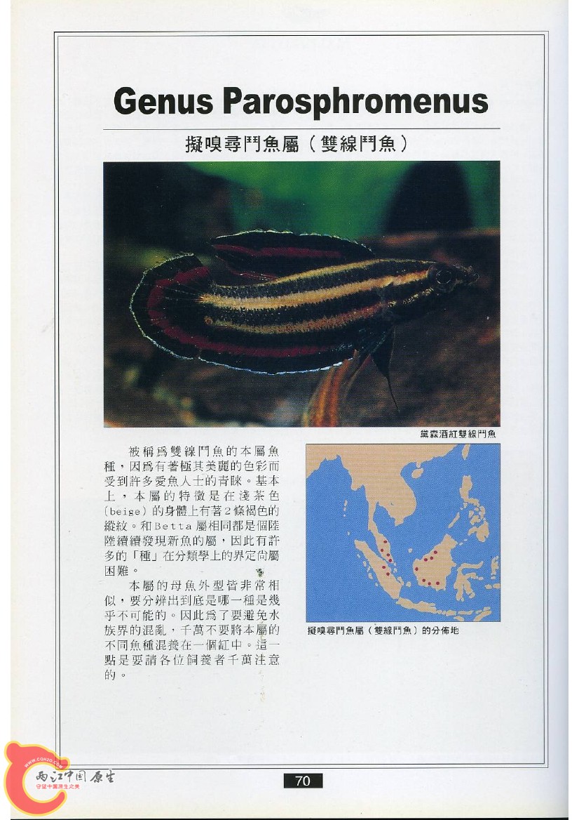 迷鳃鱼AACS.jpg