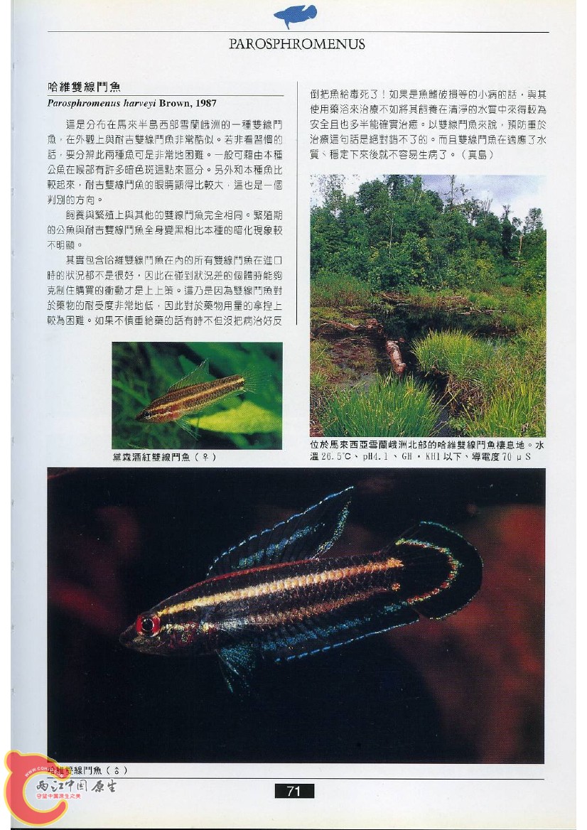 迷鳃鱼AACT.jpg