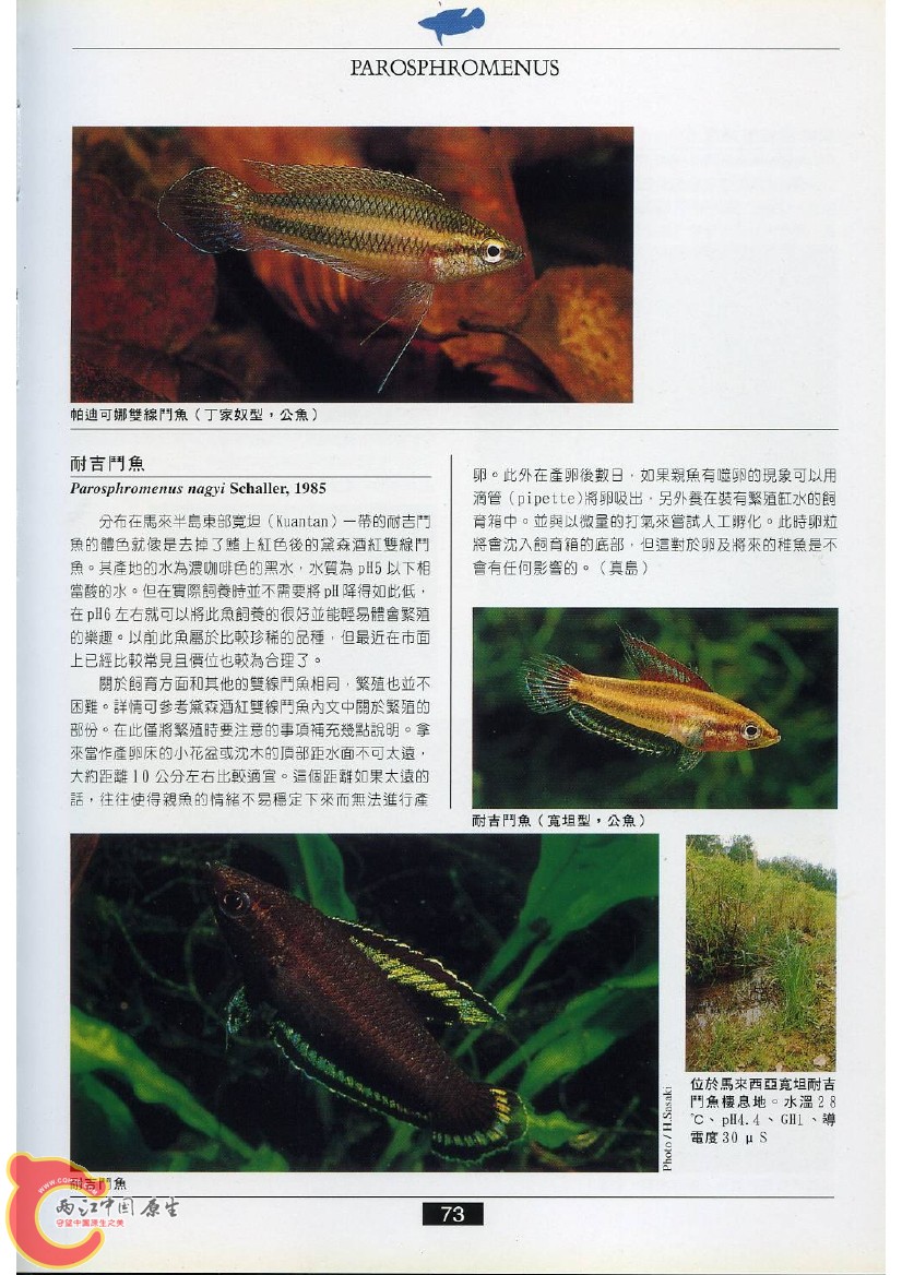 迷鳃鱼AACV.jpg