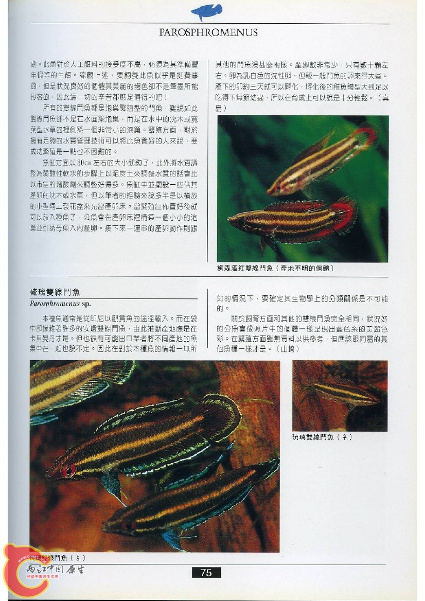 迷鳃鱼AACX.jpg