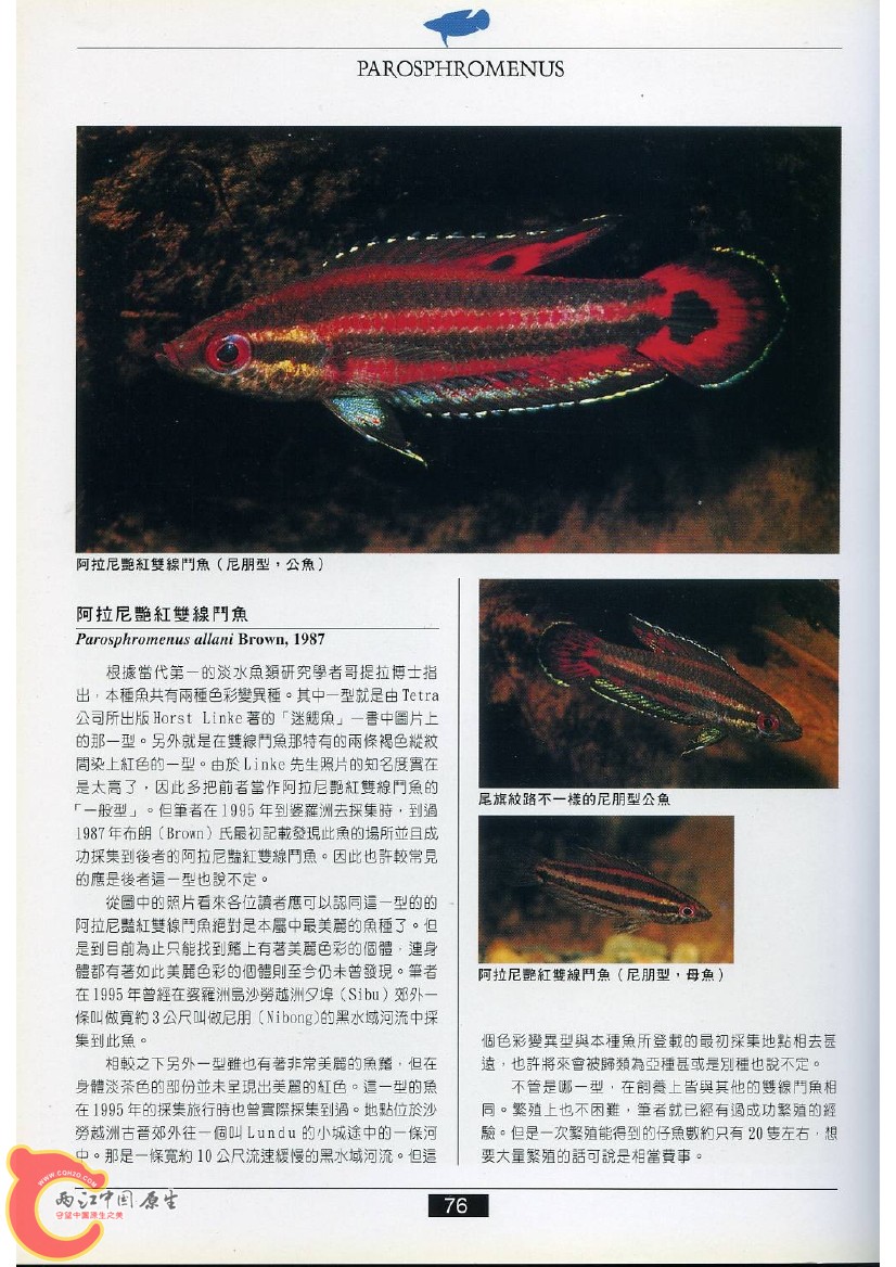 迷鳃鱼AACY.jpg