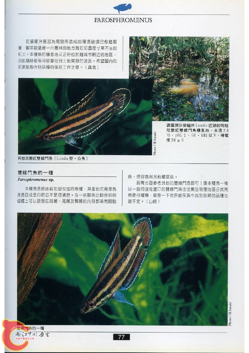 迷鳃鱼AACZ.jpg