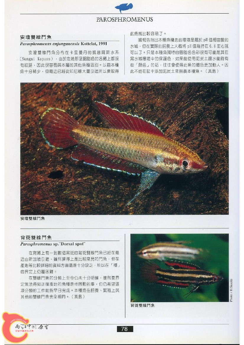 迷鳃鱼AADA.jpg