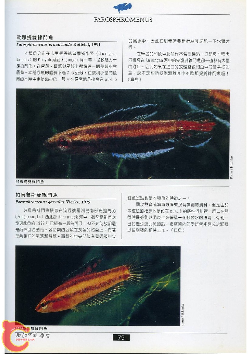 迷鳃鱼AADB.jpg