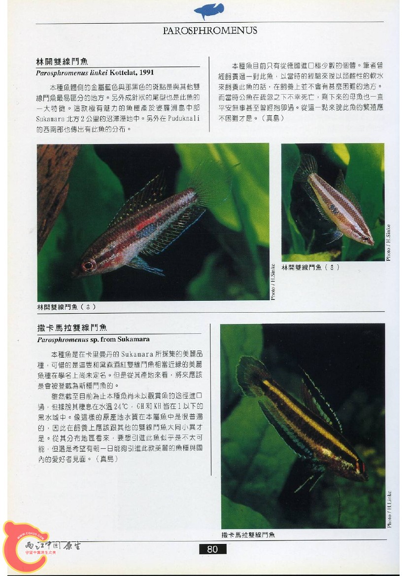 迷鳃鱼AADC.jpg