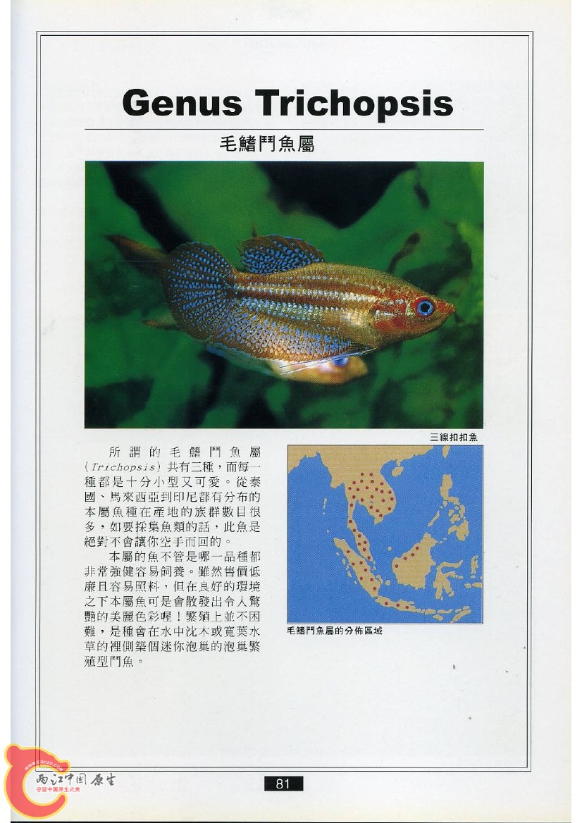 迷鳃鱼AADD.jpg