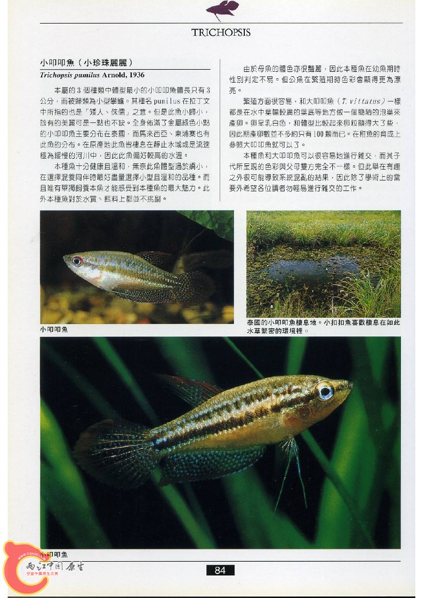 迷鳃鱼AADG.jpg