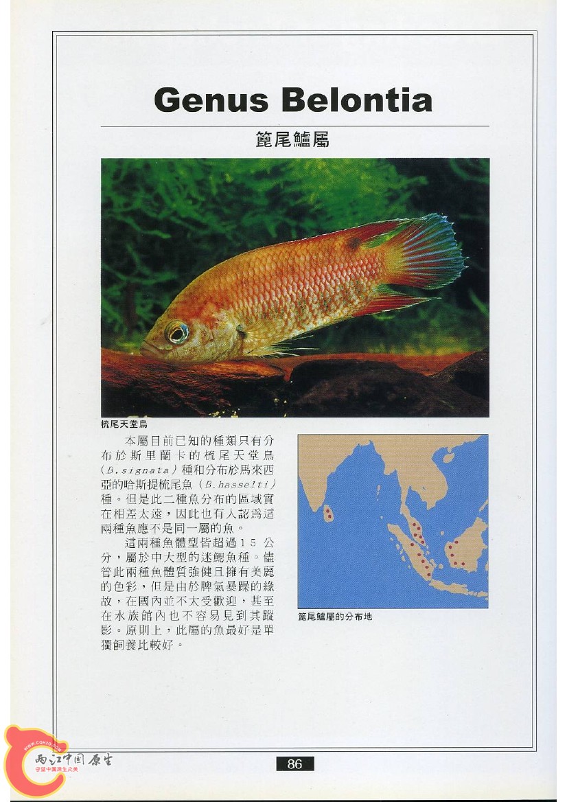 迷鳃鱼AADI.jpg