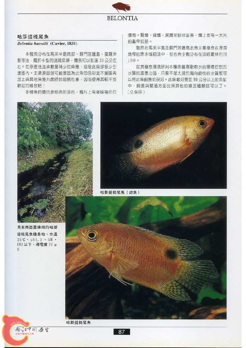 迷鳃鱼AADJ.jpg
