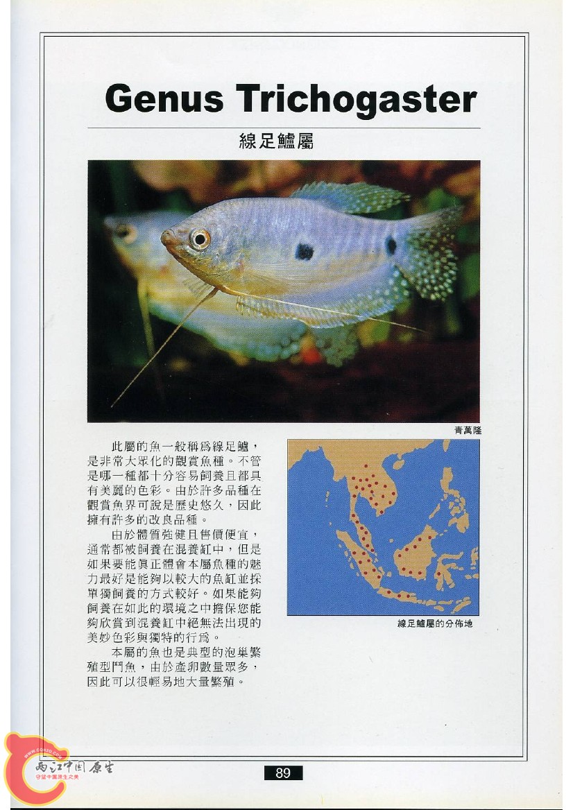 迷鳃鱼AADL.jpg