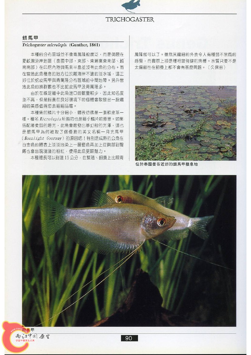 迷鳃鱼AADM.jpg