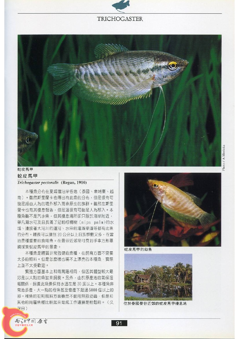 迷鳃鱼AADN.jpg