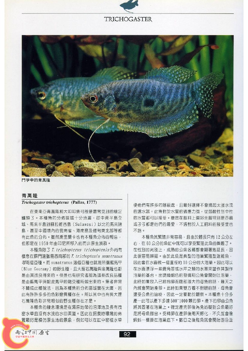 迷鳃鱼AADO.jpg