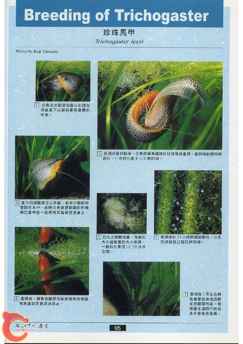 迷鳃鱼AADR.jpg
