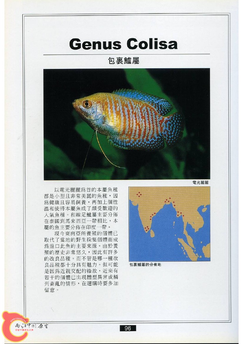 迷鳃鱼AADS.jpg