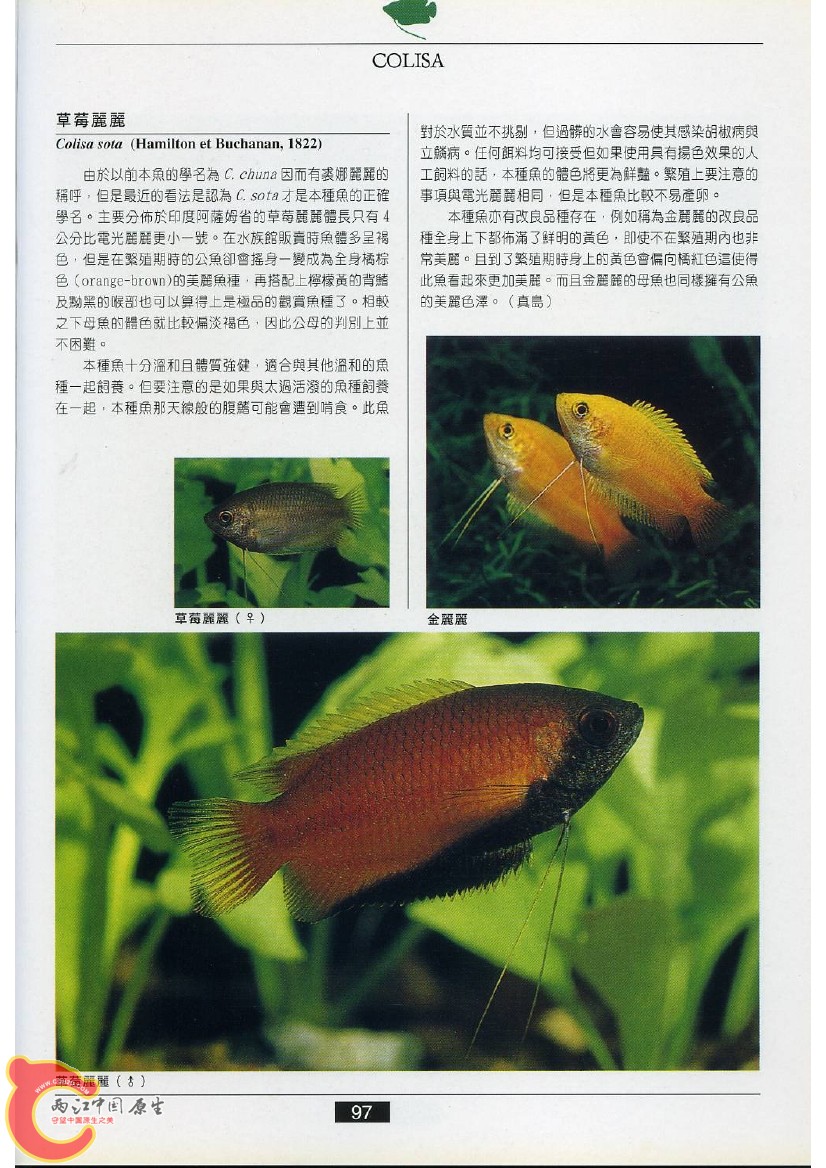 迷鳃鱼AADT.jpg
