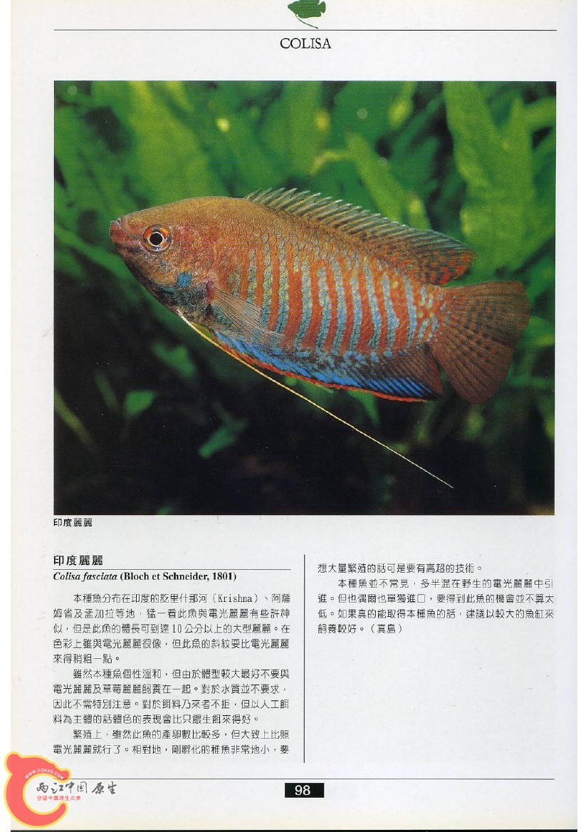迷鳃鱼AADU.jpg