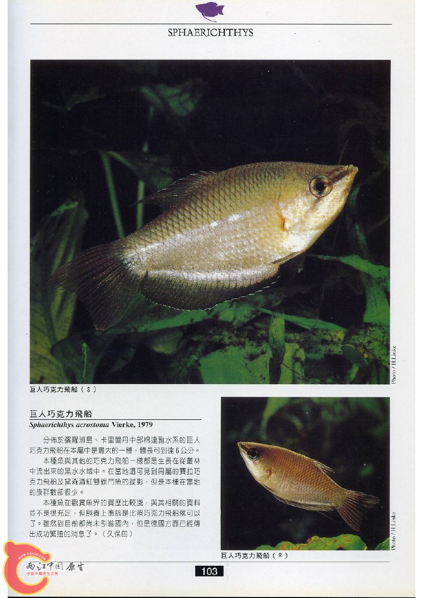 迷鳃鱼AADZ.jpg