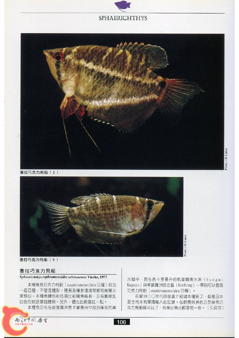 迷鳃鱼AAEC.jpg