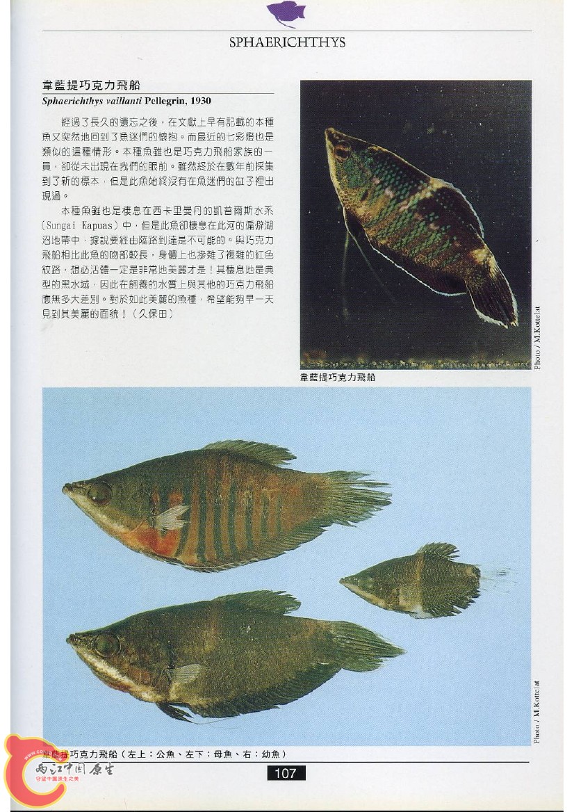 迷鳃鱼AAED.jpg