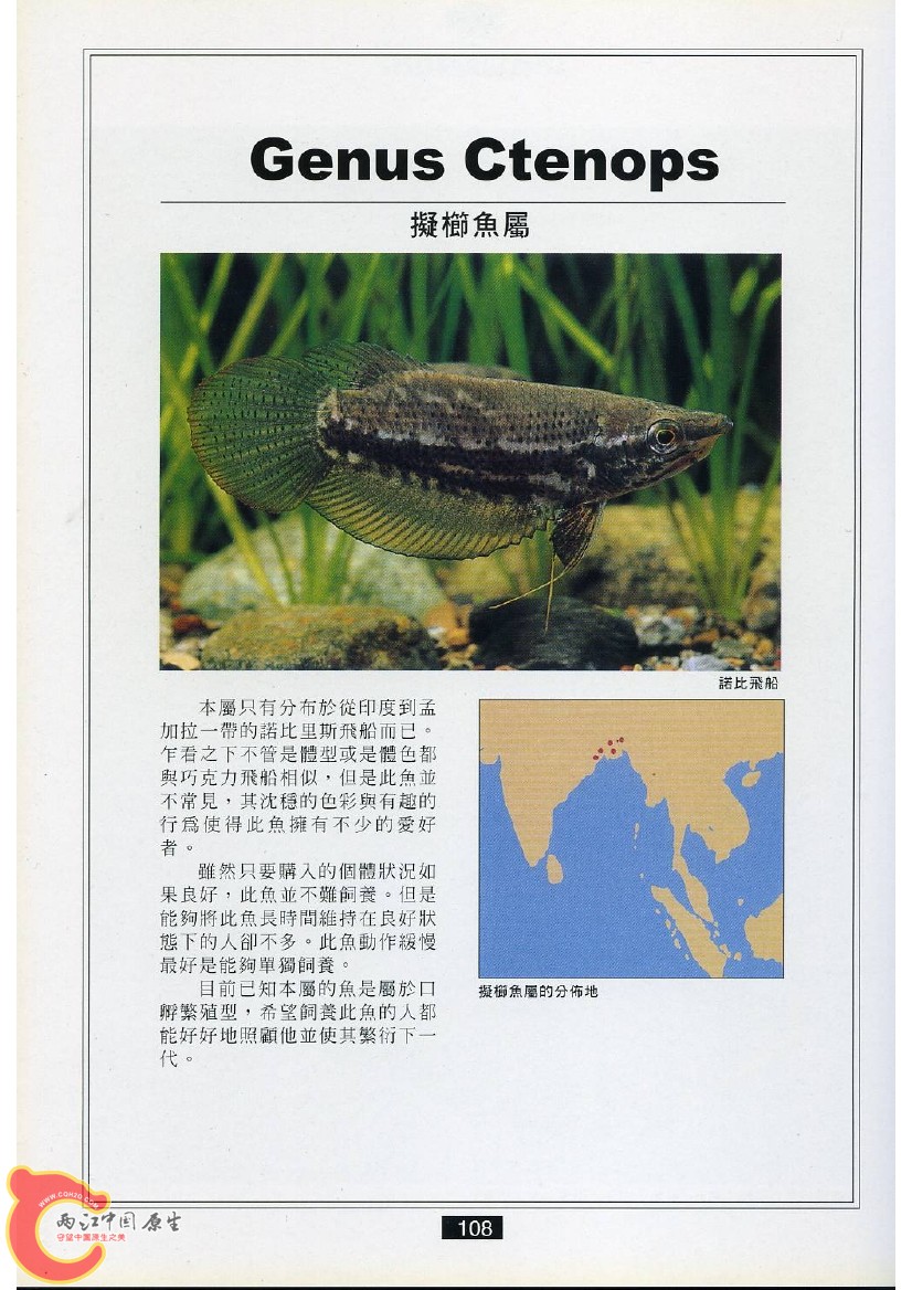 迷鳃鱼AAEE.jpg