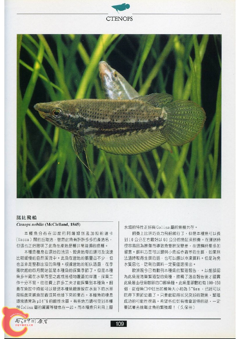 迷鳃鱼AAEF.jpg