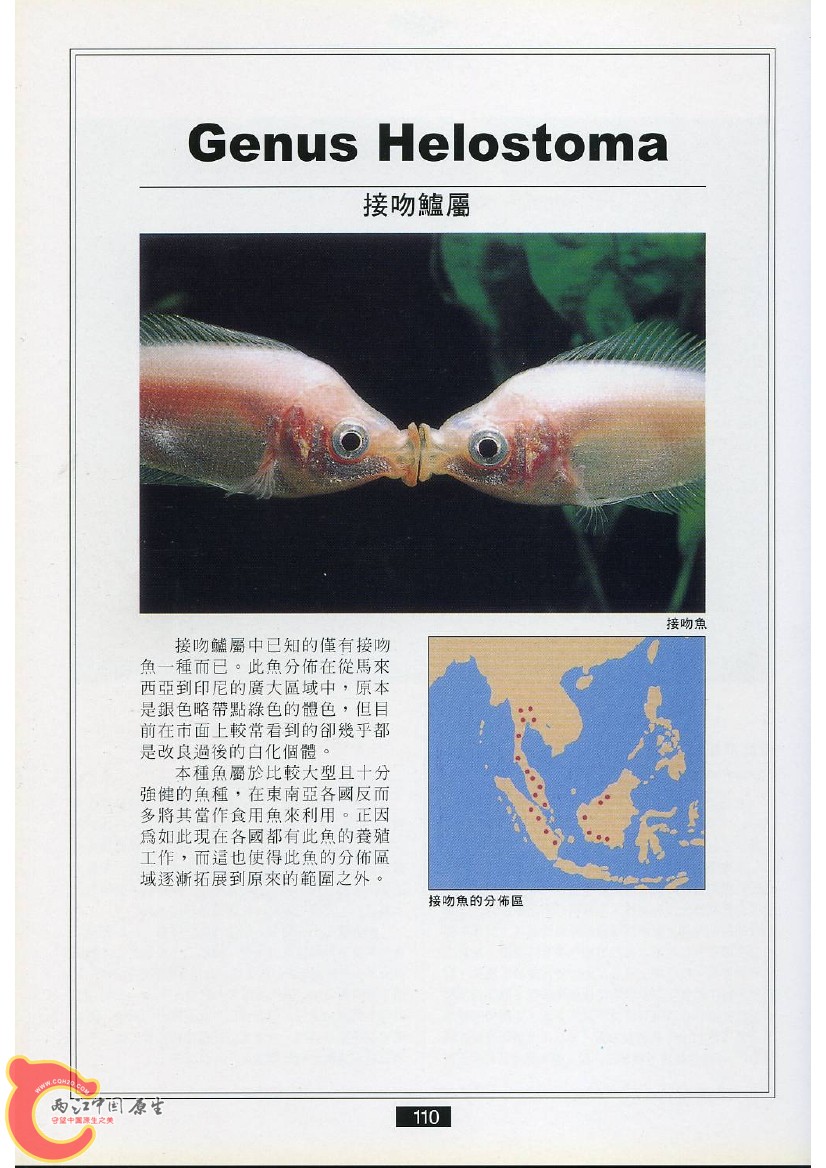 迷鳃鱼AAEG.jpg