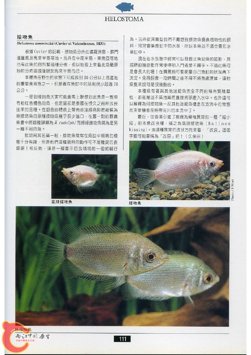 迷鳃鱼AAEH.jpg