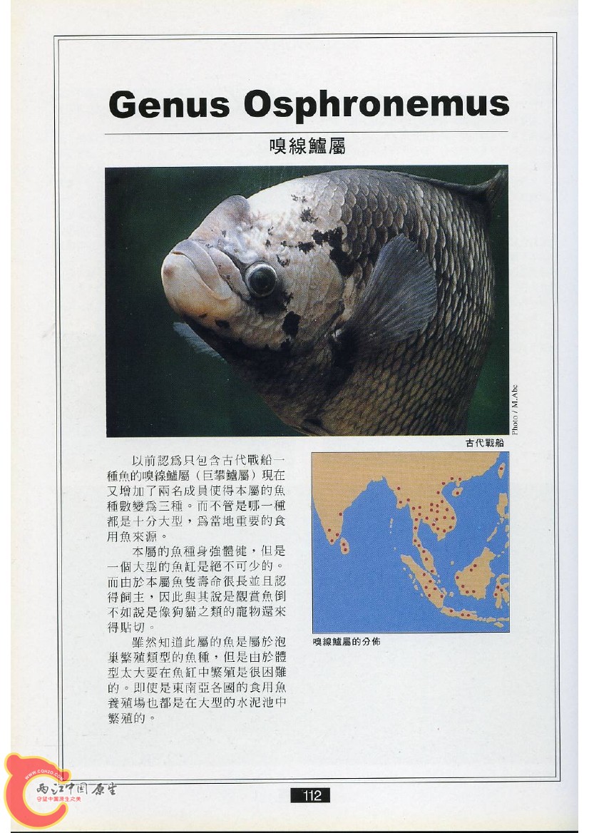 迷鳃鱼AAEI.jpg