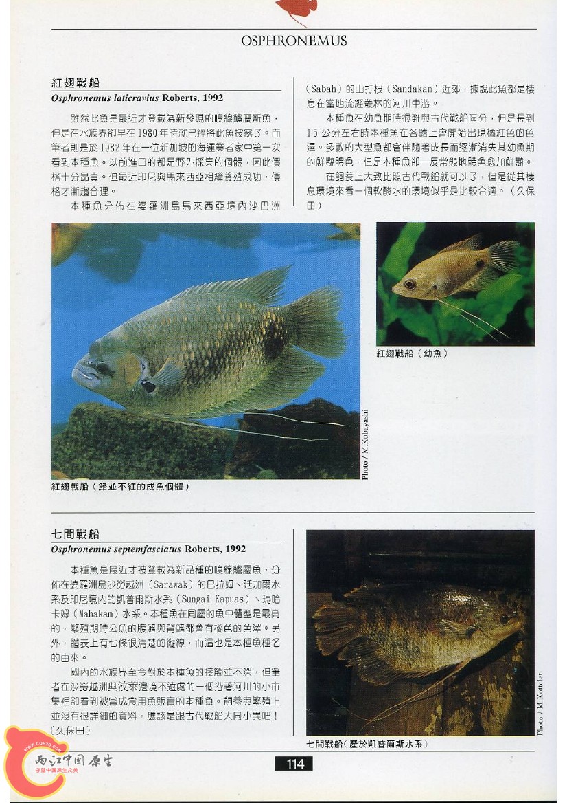 迷鳃鱼AAEK.jpg