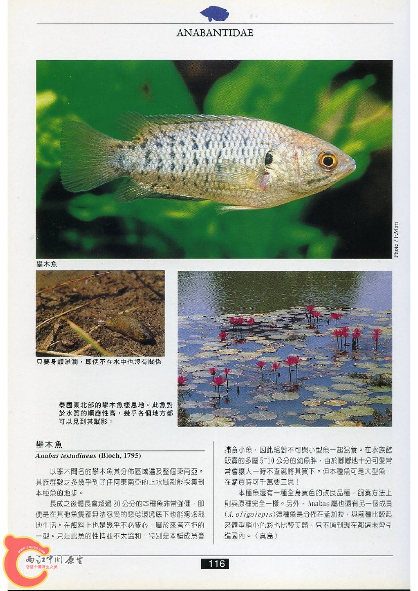 迷鳃鱼AAEM.jpg